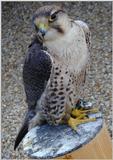 falcon