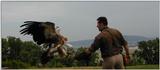 Griffon vulture landing