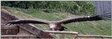 =?iso-8859-1?Q?g=E4nsegeier?= -- Griffon Vulture (Gyps vulvus)