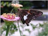 Butterflies b