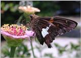 Skipper : Silver-spotted Skipper (Epargyreus clarus)