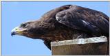 eagle