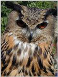 eagle-owl
