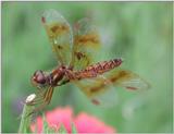 Low Flying Amber Wing
