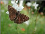 Butterflies d