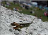 grasshopper