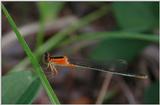 Damselfly