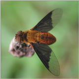 Tachina Fly