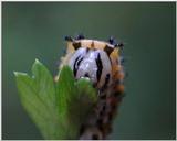 Sad Caterpiller