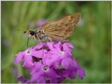 Butterflies e