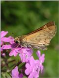 Butterflies f