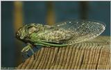Large insect (2)