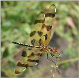 Brown Spotted Yellow Wing