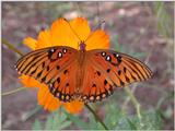 Butterflies g