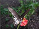 Butterflies h