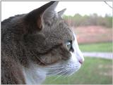 Willie-close up..