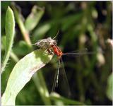 Bluet with Kill a