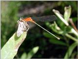 Bluet with Kill b