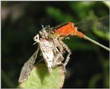 Bluet with Kill c