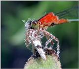 Bluet with Kill d