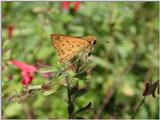 Little folded wing Skipper