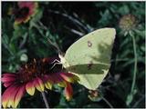 Sulphur
