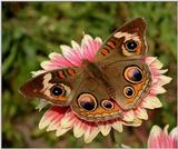 Buckeye Butterfly