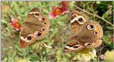 Buckeye Butterfly Mating Pair
