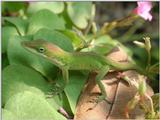 Common Anole