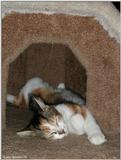 cat sleeping