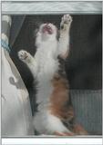 Let me outta here!! (cat)