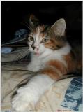 How ya doin'? (cat)