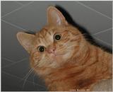 orange cat