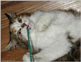 weird cat picture