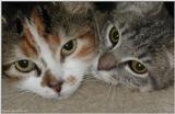 Cat Buddies