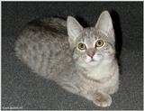 gray kitten
