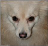 Tucker (dog)