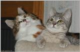 cat buddies (2)