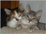 more cat buddies (1)