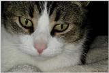 Sinbad (cat)