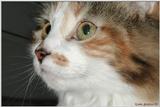 Sheba (cat)