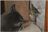 cats playing