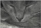 cat sleeping
