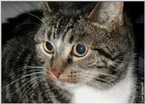 Sasha (cat)