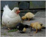 surrogate mother