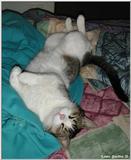 Sinbad (cat) sleeping