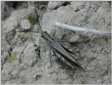grasshopper