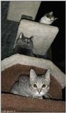 3 cats
