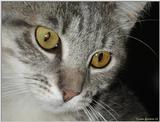 Sara (cat)