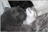 Thomas & Sara (cats)